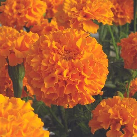 Marigold African Savannah Sun Seeds The Seed Collection