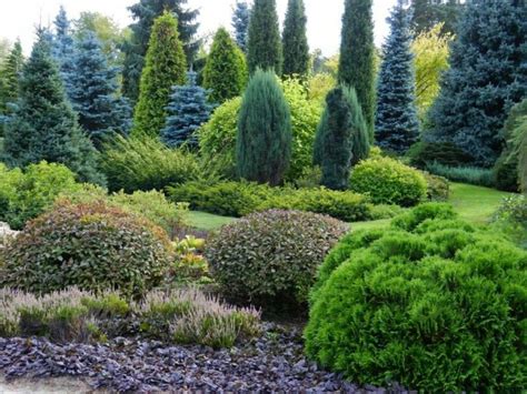 Jardines con coníferas arboles y arbustos Plantas