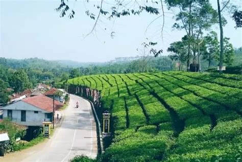 Tempat Wisata Di Cianjur Yang Cocok Untuk Liburan Keluarga Cianjur Kuy