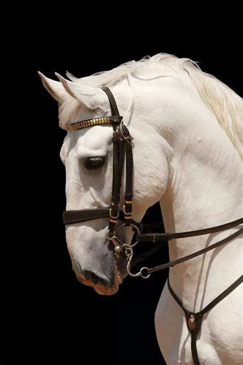 Pin by Anna Kruchinina on Equestrian | Horses, Beautiful horses, Pretty ...
