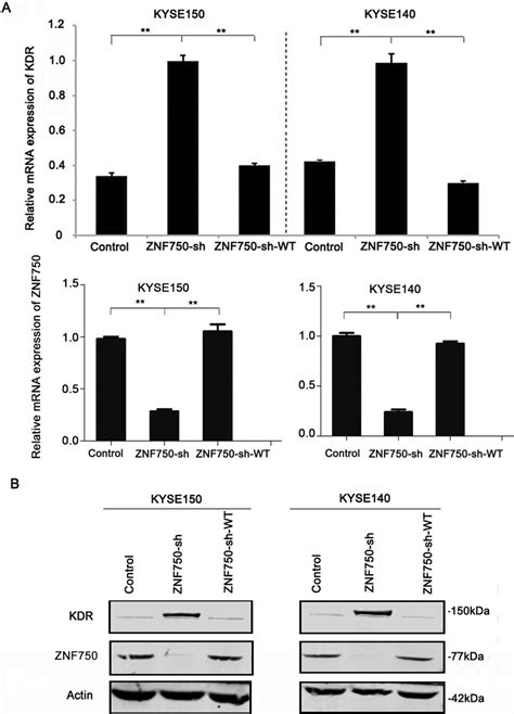 Znf750 Rescue Restores Kdr Expression A Rt Qpcr Results Of Kdr Mrna