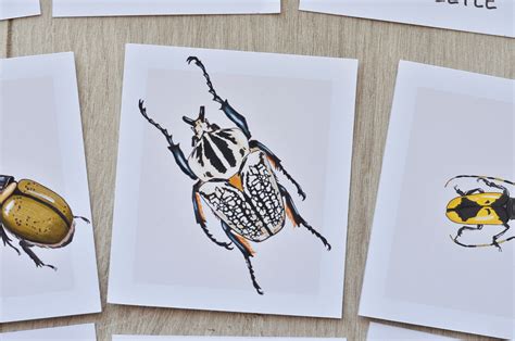 Beetles Flashcards Homeschool Montessori Materials Printable Etsy