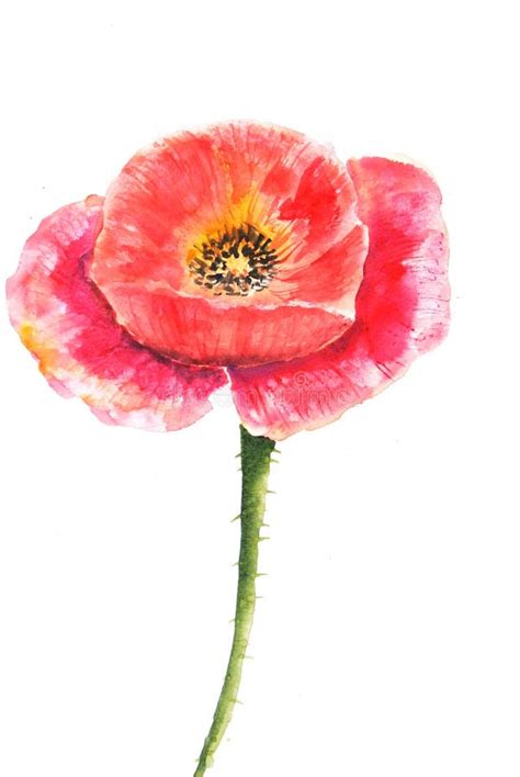 Single red poppy stock illustration. Illustration of painting - 75933455