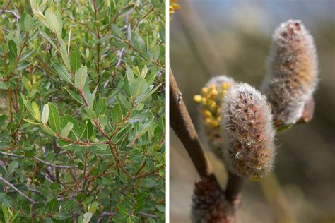 Native Irish Trees Folklore History And Species Guide