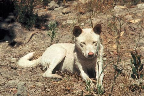 The Dingo: Unraveling Its Ancient Lineage - Unclearer