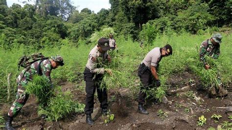 Tni Dan Polri Musnahkan Hektar Ladang Ganja Di Aceh Besar Pemilik