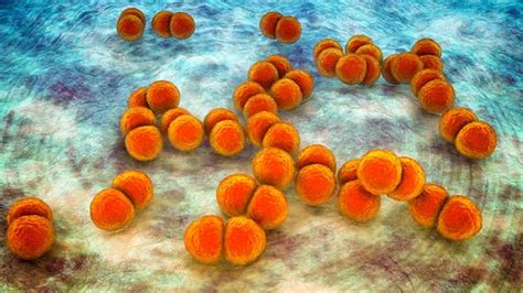 Bacterias Streptococcus Pneumoniae Concepto Microbiolog A Foto De