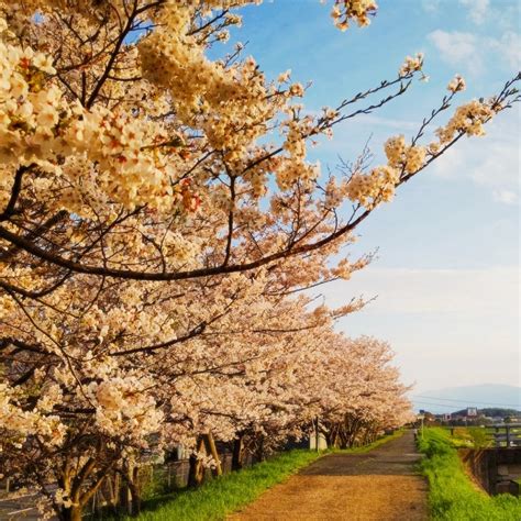 桜並木と菜の花の競演 いつも心に太陽を！☀️☀️☀️