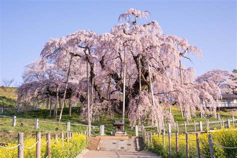 三春滝桜の絶景｜zekkei Japan