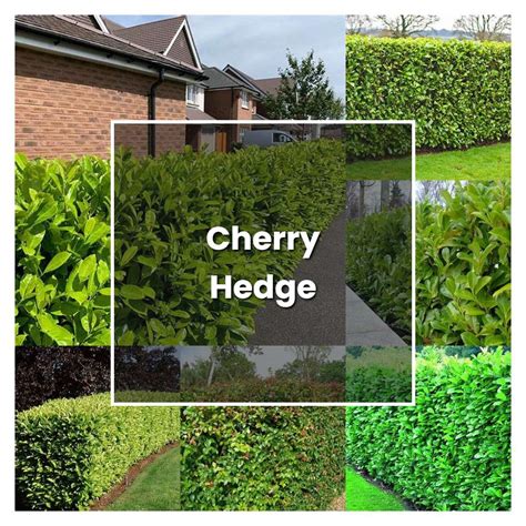 How To Grow Cherry Hedge Plant Care Tips NorwichGardener