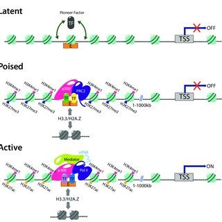 4: Intestinal crypt structure and localisation of cell types along the... | Download Scientific ...