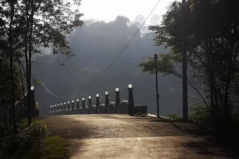 Hutan Tinjomoyo Pesona Alam Dan Misteri Gaib Di Tengah Semarang