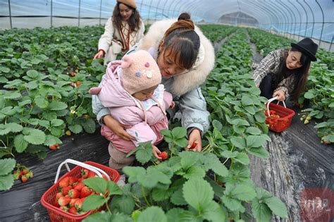 C视频丨成都双流：冬日草莓采摘 尽享莓好时光四川在线