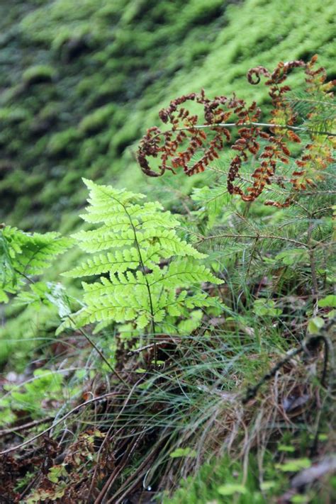 Free Images Tree Nature Branch Leaf Flower Overgrown Moss Bush