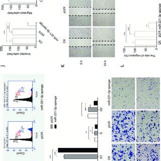 Knockout Of Mir P Expression Attenuated The Proliferation