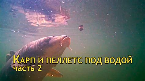 Карп и пеллетс под водой. Часть 2 - YouTube