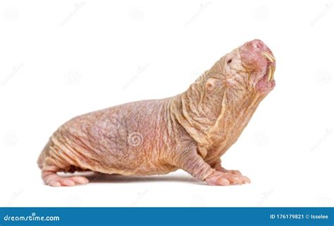 Naked Mole Rat Hairless Rat Isolated On Wihte Stock Image Image Of Skin Hairless