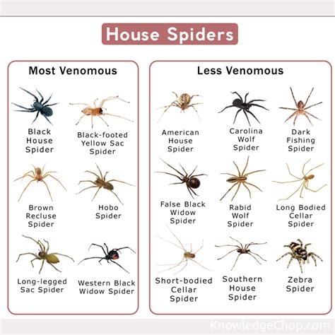 Common spider identification | 🥷 Knowledge Ninja