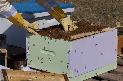 How To Start Beekeeping For Beginners Agri Farming