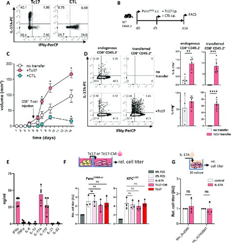 Tc17 Cells Enhance Pancreatic Tumour Growth In Vivo A Purified Cd8