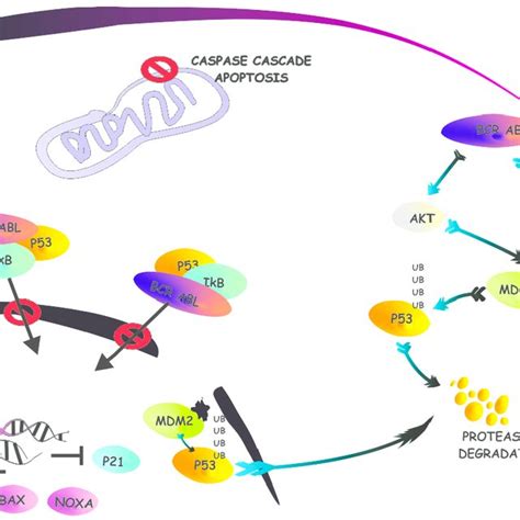 P53 Pathway A Simplified Representation Of The Apoptotic Signaling