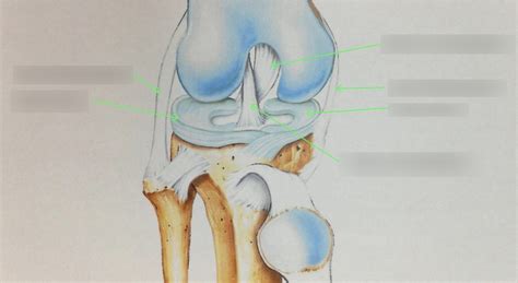 Knee Diagram Quizlet