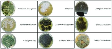 Obtained fungi strains from marine species | Download Scientific Diagram