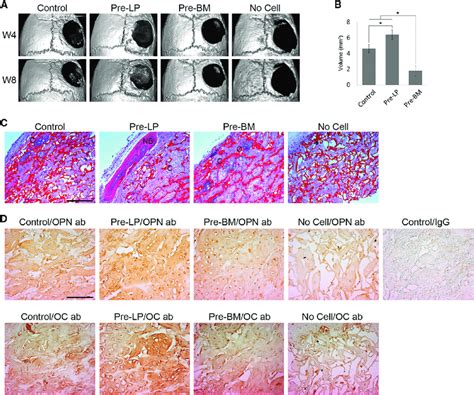 Micro CT And Histological Analysis Of Bone Regeneration In Mouse