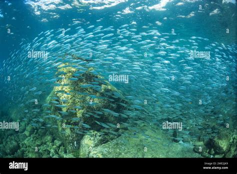 Shoal Of Tiny Fish Swimming In Spiral Over Stony Bottom In Blue Sea