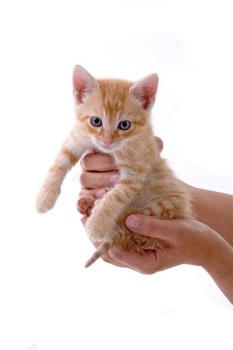 Hands Holding A Kitten Stock Photo Image Of Hold Hands 2736316