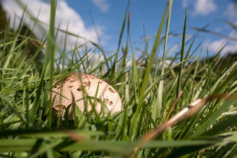 Fotos gratis árbol naturaleza césped planta prado pradera hoja