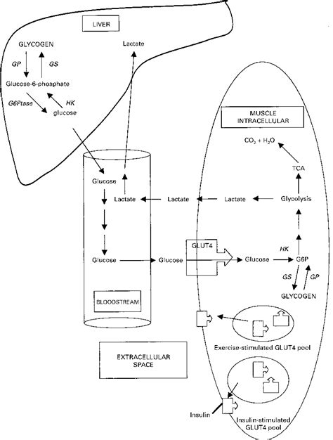 Gluconeogenesis Liver And Muscle