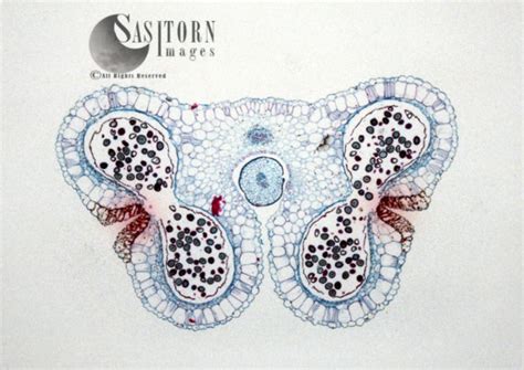 Light Micrograph Transverse Section Of Lilium Anthers With Mature