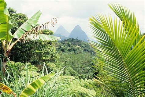 St. Lucia Rainforest, St Lucia | Tickets & Tours - 2024