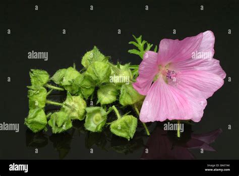 Malva Moschate Fotograf As E Im Genes De Alta Resoluci N Alamy