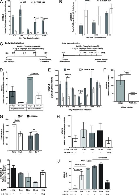 Il 17a Differentially Regulates Corneal Vegf A And Svegfr 1 Expression