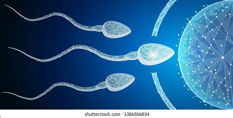 Human Egg Cell Fertilization Sperm Cells Stock Vector Royalty Free