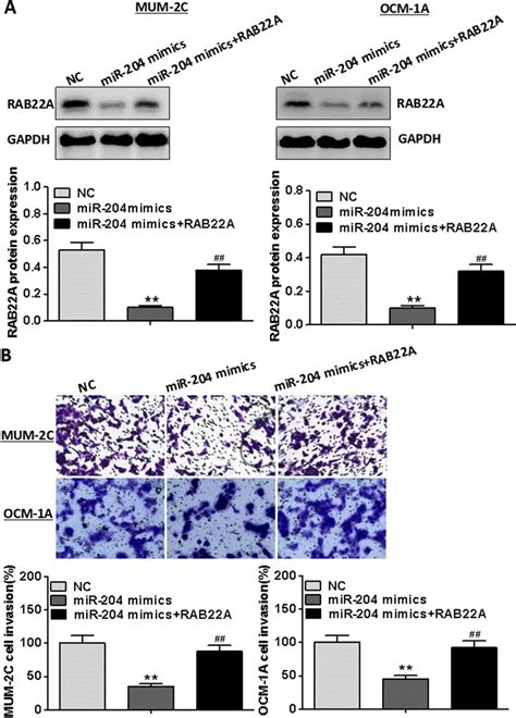 Restoring RAB22A Level Alleviates MiR 204 Induced Inhibitory Effects On