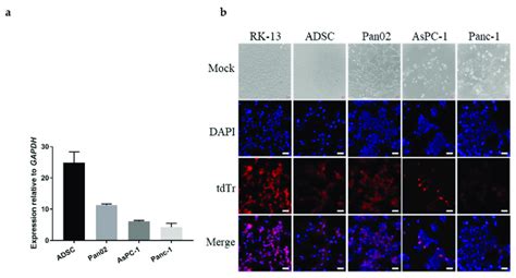 Early And Late Gene Expression Following Infection Of Various Cell