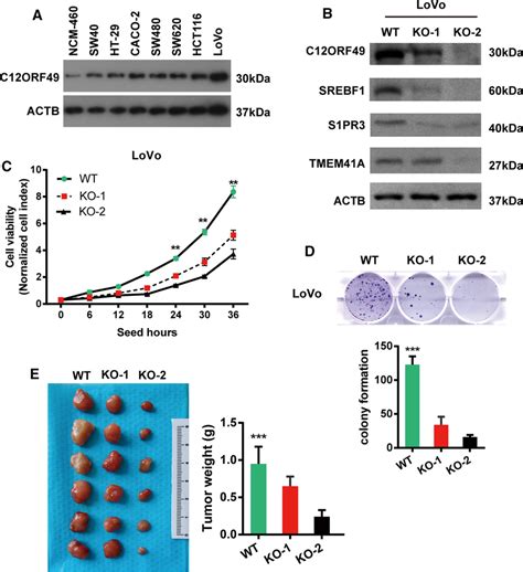 C12orf49 Knockout Inhibits The Growth Of Crc Cells In Vitro And In