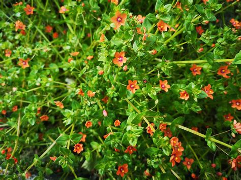 Scarlet Pimpernel Irish Wildflowers Anne Mcginley Flickr