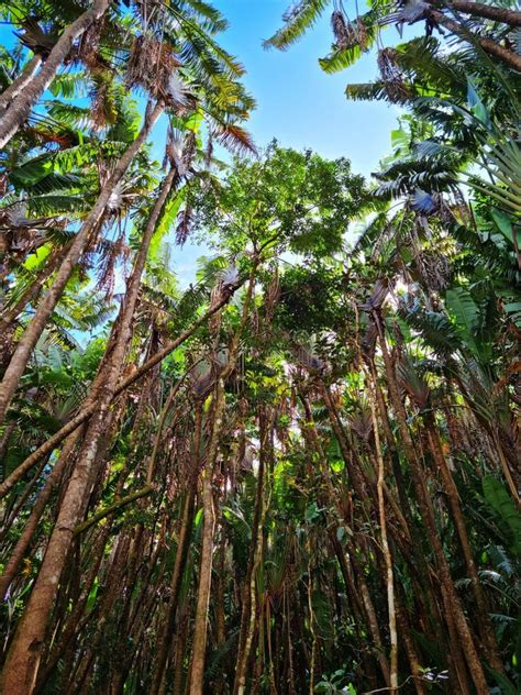 Low Angle Shot Of Tall Tropical Trees Stock Photo Image Of