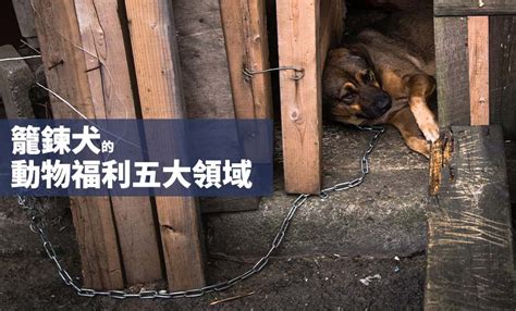 籠鍊犬的動物福利五大領域