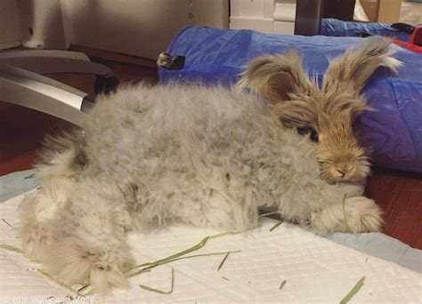 Adorable Angora Fluffy Rabbit Look Like A Living Doll