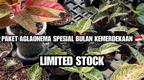 PAKET AGLAONEMA HARGA DI BAWAH PASAR CUMA KHUSUS BULAN INI YouTube