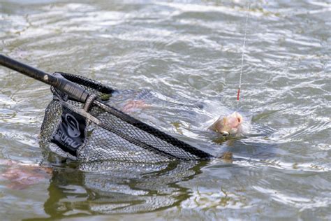 P Che Au Feeder Canal L Hiver Sur Le Canal Du Midi En Vid O