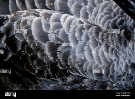 Swan Pattern Hi Res Stock Photography And Images Alamy