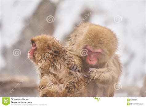 Japanese Snow Monkeys Grooming In Hot Pool Japanese Macaque Jigokudani Monkey Park Nagano