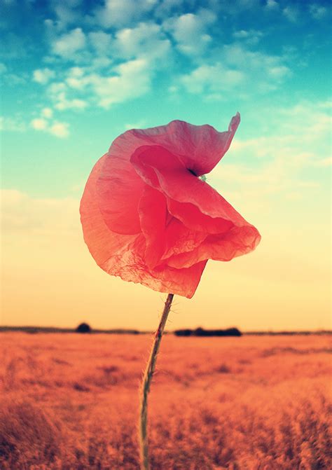 Poppy Seed Flowers on Behance