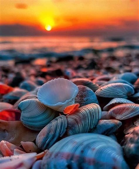 Solve Sea Shells By The Sea Shore Jigsaw Puzzle Online With 80 Pieces